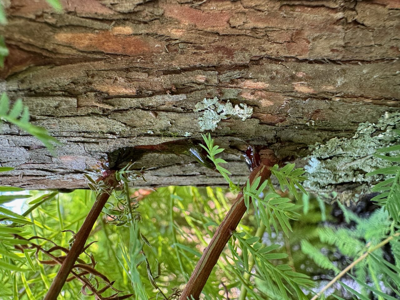 Evidence of Borers